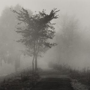 Дерево в тумане. Псков
